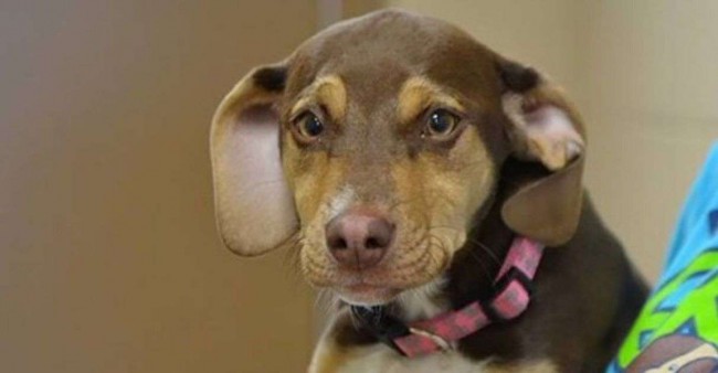 Foto: Delta Animal Shelter / Reprodução