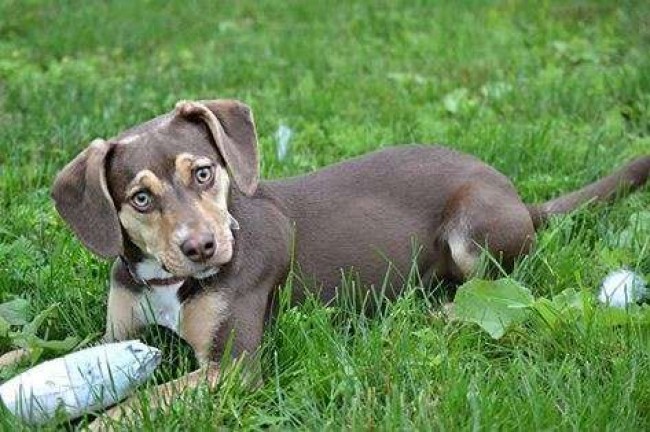 Foto: Delta Animal Shelter / Reprodução