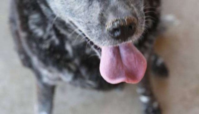 Foto: Marleys Mutts / Reprodução