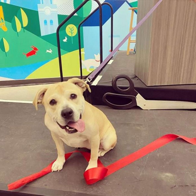 Foto: KCPetProject / Reprodução
