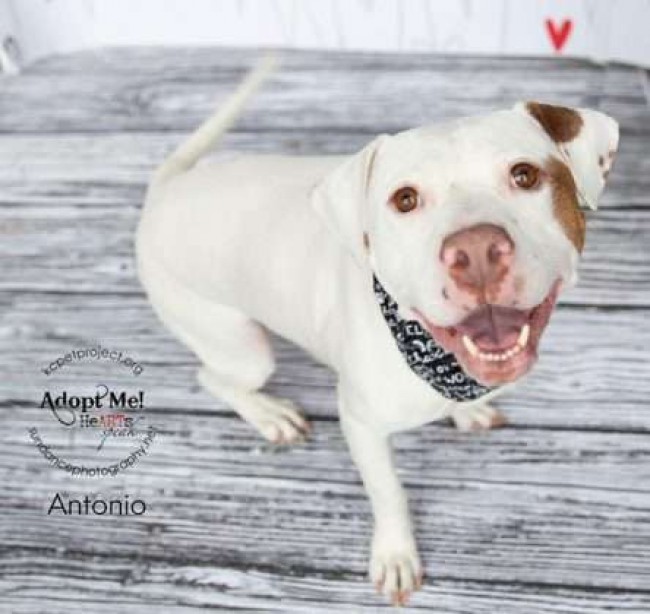 Foto: KCPetProject / Reprodução