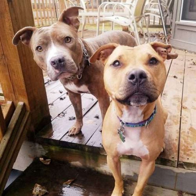 Foto: KCPetProject / Reprodução