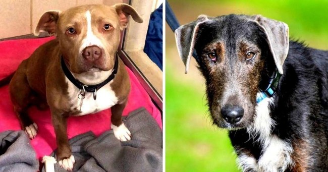 Reprodução / Kitsap Humane Society