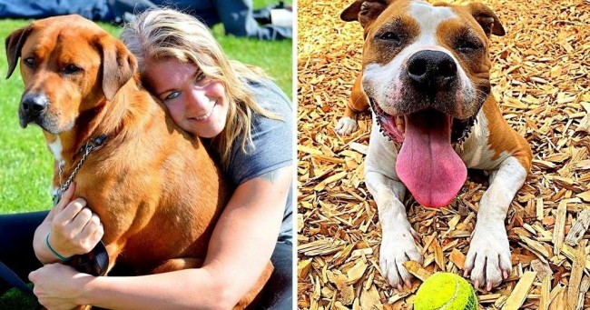 Reprodução / Kitsap Humane Society