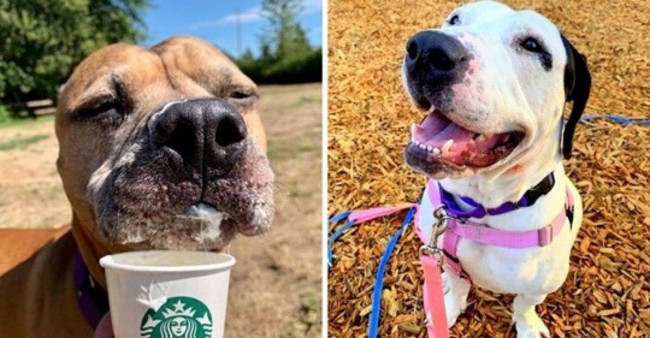 Reprodução / Kitsap Humane Society