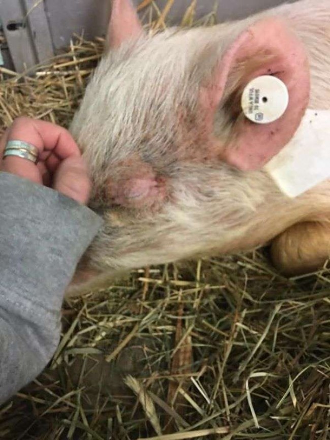 © Delaware Valley Humane Society