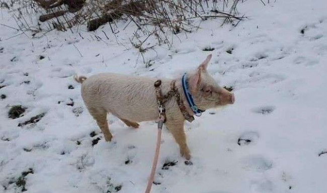 © Delaware Valley Humane Society