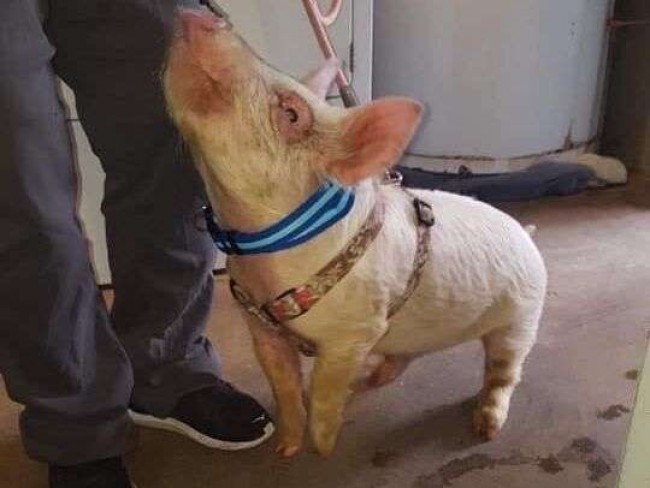 © Delaware Valley Humane Society