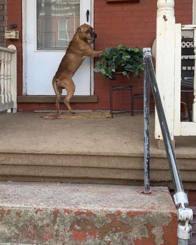 Speranza Animal Rescue / Reprodução