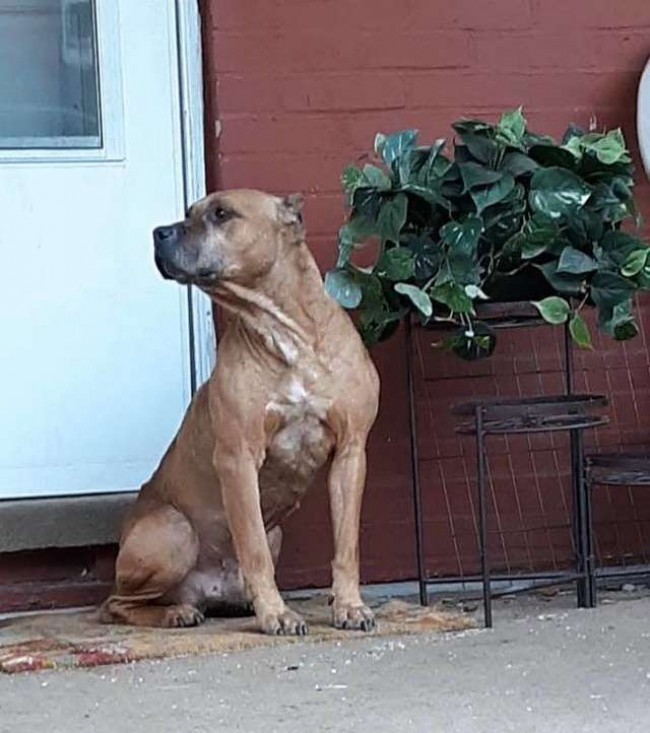 Speranza Animal Rescue / Reprodução