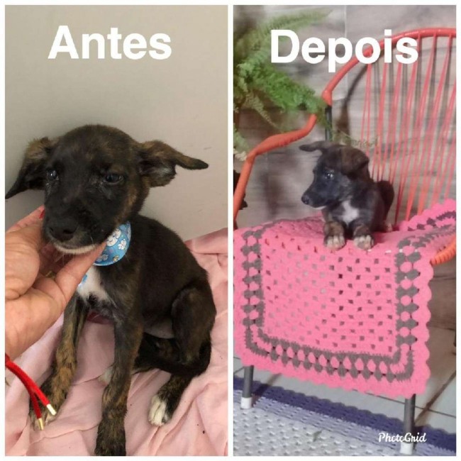 Polícia Militar de Mato Grosso/Assessoria
