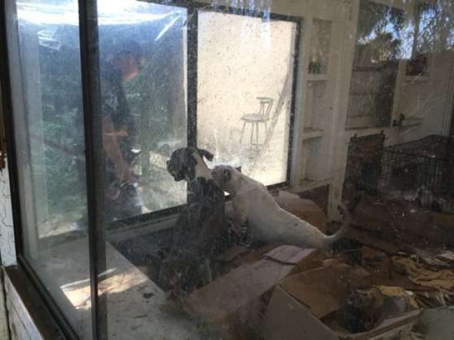 Riverside County Animal Services / Reprodução