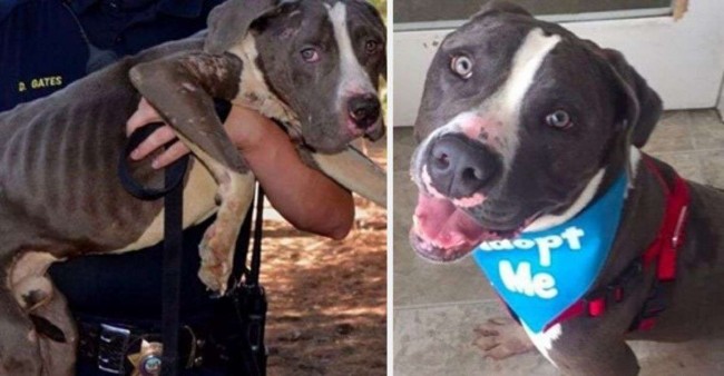 Riverside County Animal Services / Reprodução