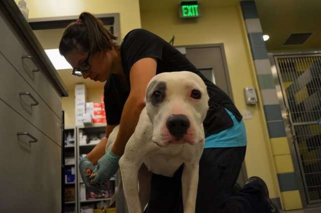 Riverside County Animal Services / Reprodução