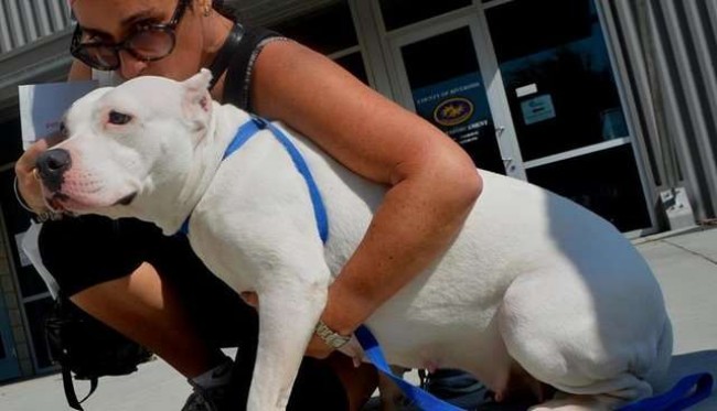Riverside County Animal Services / Reprodução