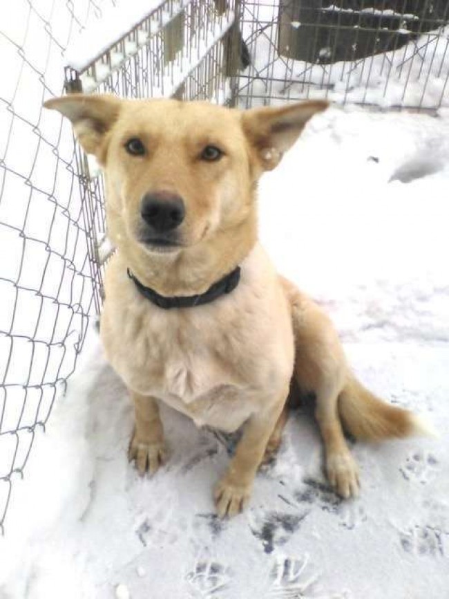Pet Projects Rescue / Reprodução