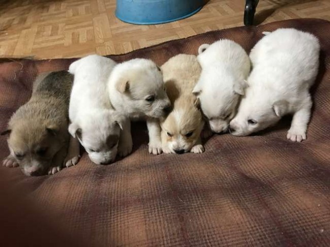 Pet Projects Rescue / Reprodução