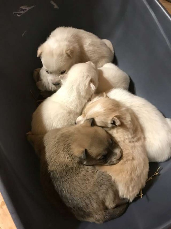 Pet Projects Rescue / Reprodução