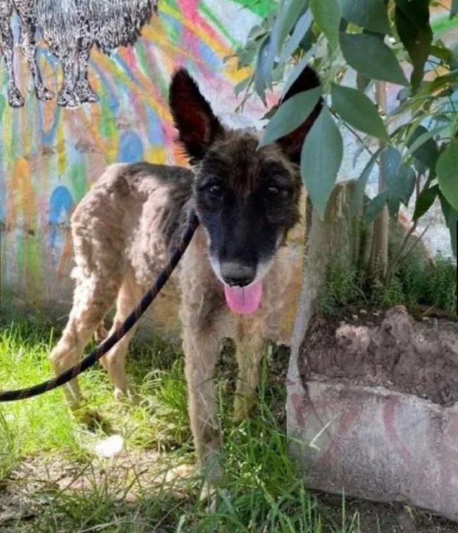 Fotos: Proyecto4Patas