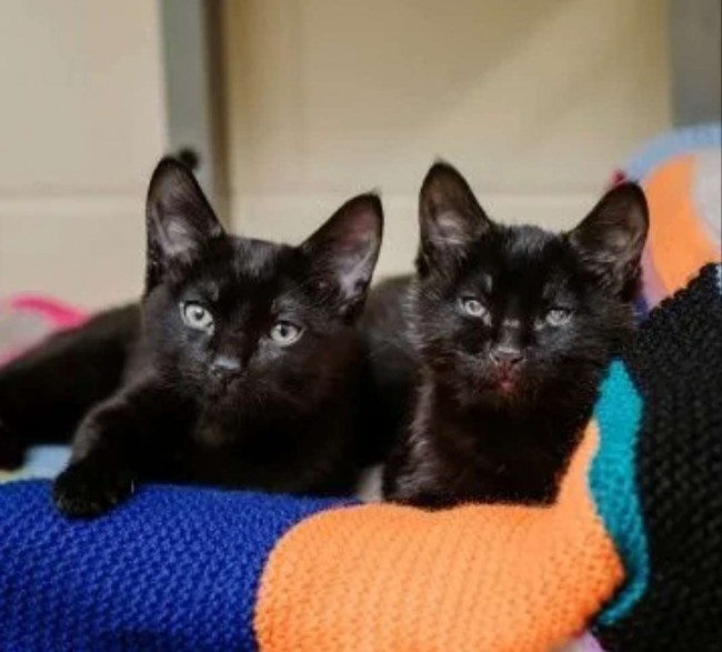 Foto: bluecross.org.uk