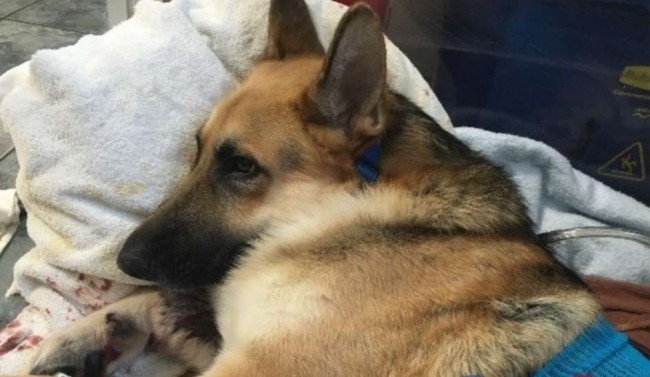 Foto: GoFundMe / SaveHaus