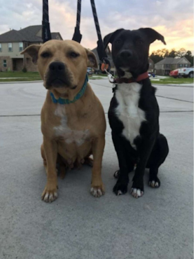 The Adventures Of Bridget and Louie