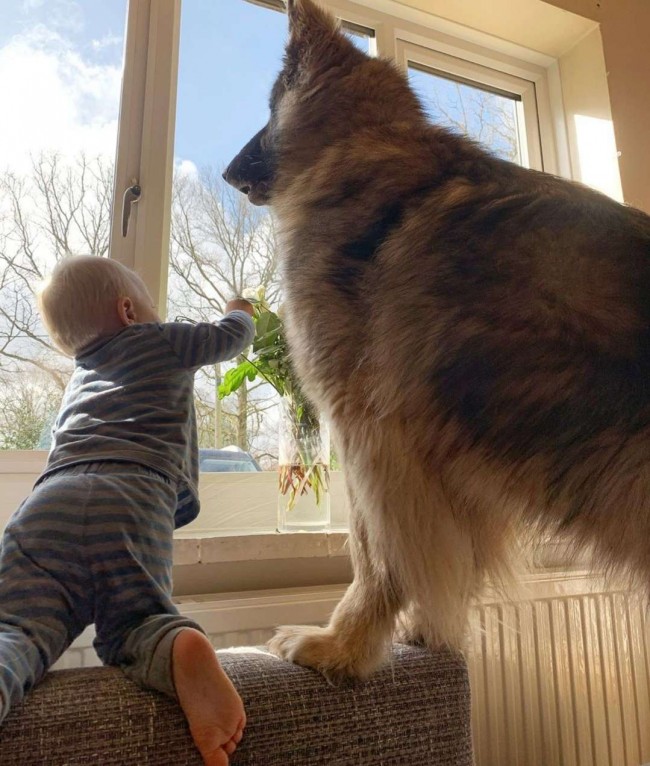 Foto: Loki_the_shep / Instagram