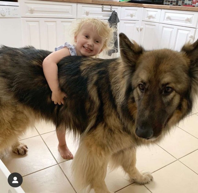 Foto: Loki_the_shep / Instagram