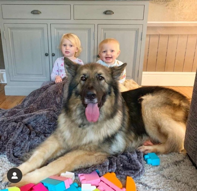 Foto: Loki_the_shep / Instagram