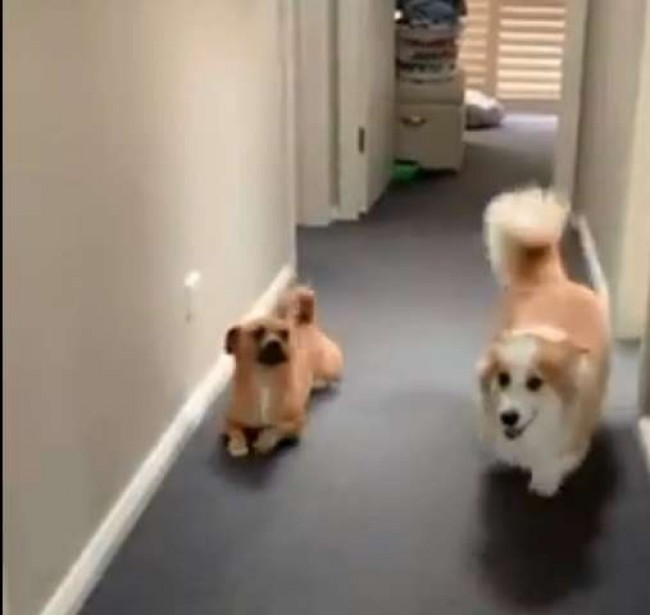 Foto: Reprodução / TikTok