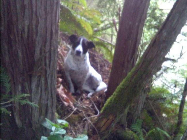 Foto: Pierce County Sheriffs Department/Facebook