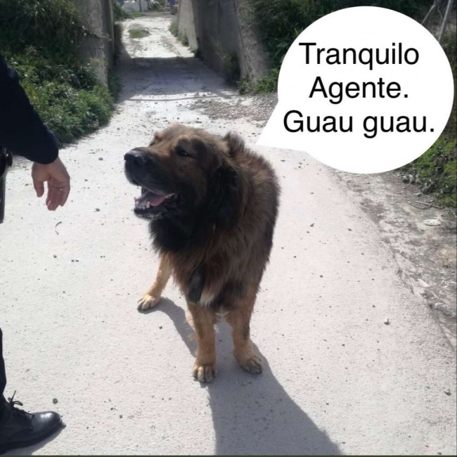 Foto: Polícia Local de Molina de Segura/Twitter
