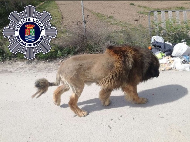 Foto: Polícia Local de Molina de Segura/Twitter