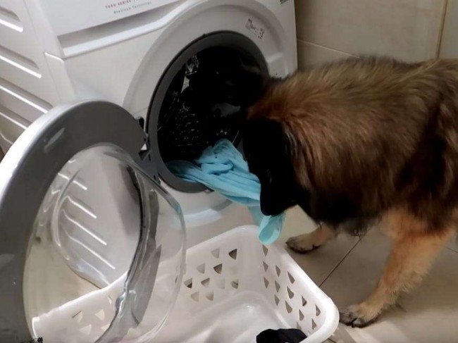 Foto: Reprodução Youtube/Rancho The Dog