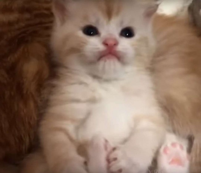 Foto: Reprodução Youtube/Viral paws