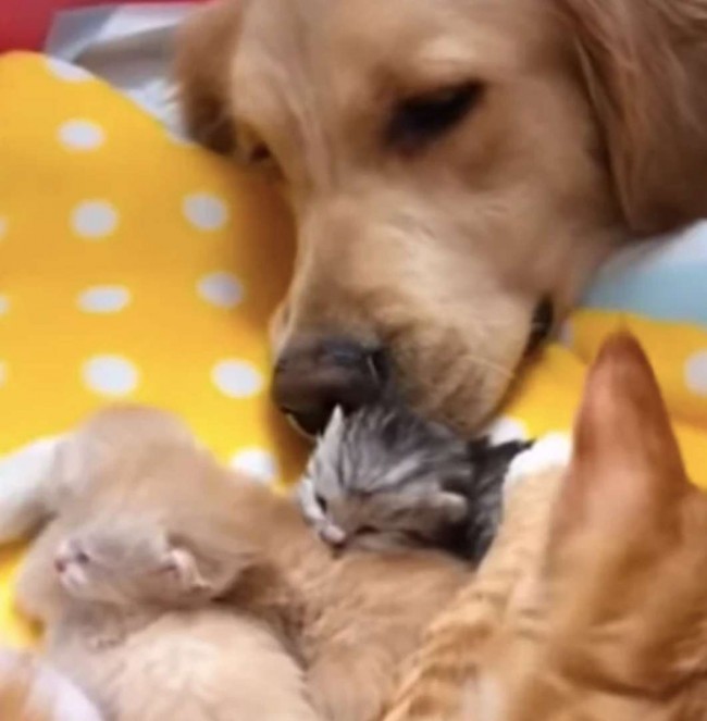 Foto: Reprodução Youtube/Viral paws