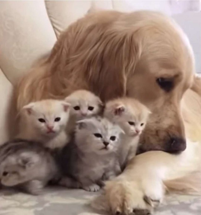 Foto: Reprodução Youtube/Viral paws