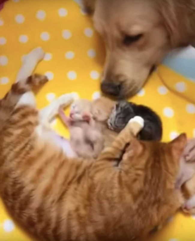 Foto: Reprodução Youtube/Viral paws