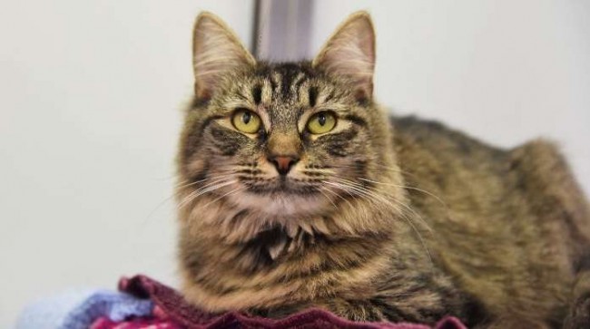 Foto: Battersea Dogs & Cats Home
