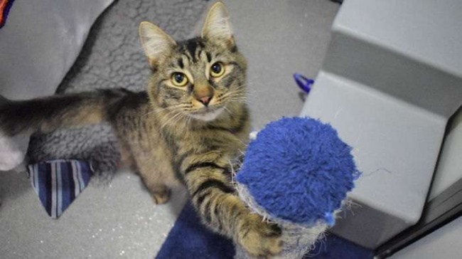 Foto: Battersea Dogs & Cats Home