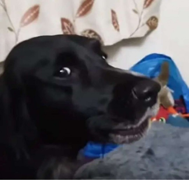 Foto: Reprodução Youtube/Rumble Viral