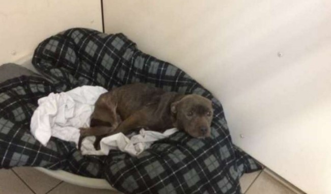 Foto: RSPCA Woodside Animal Center