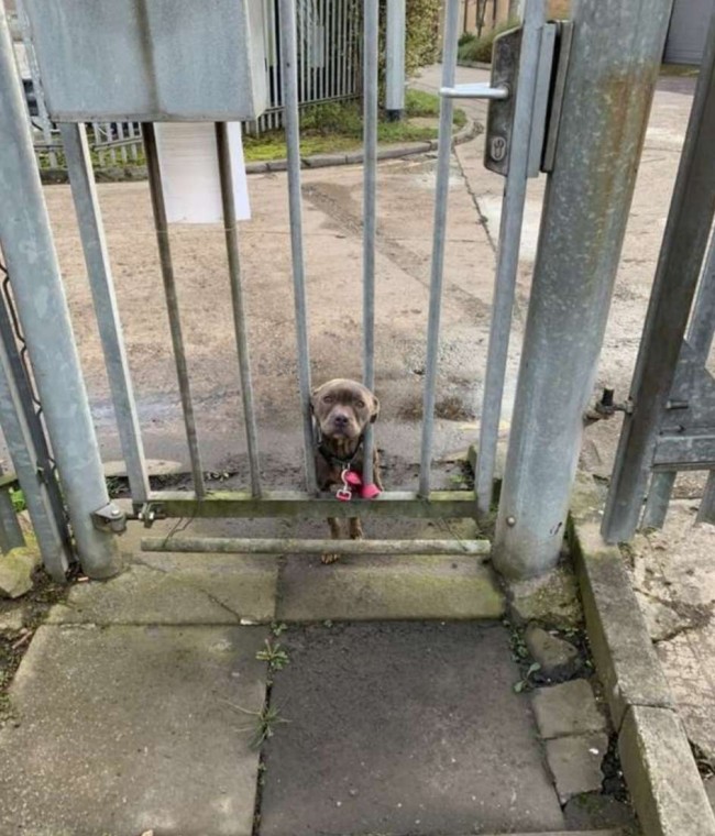 Foto: RSPCA Woodside Animal Center