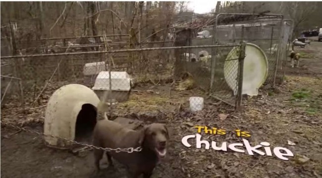 Foto: Reprodução Youtube/The Humane Society