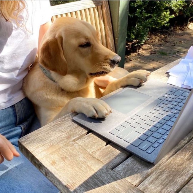 DogsWorkingFromHome / Instagram