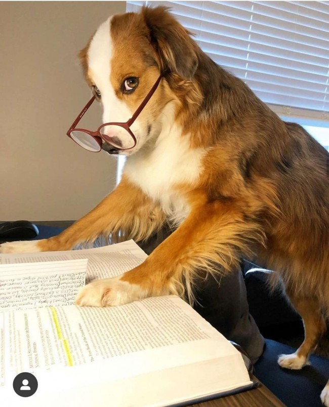 DogsWorkingFromHome / Instagram