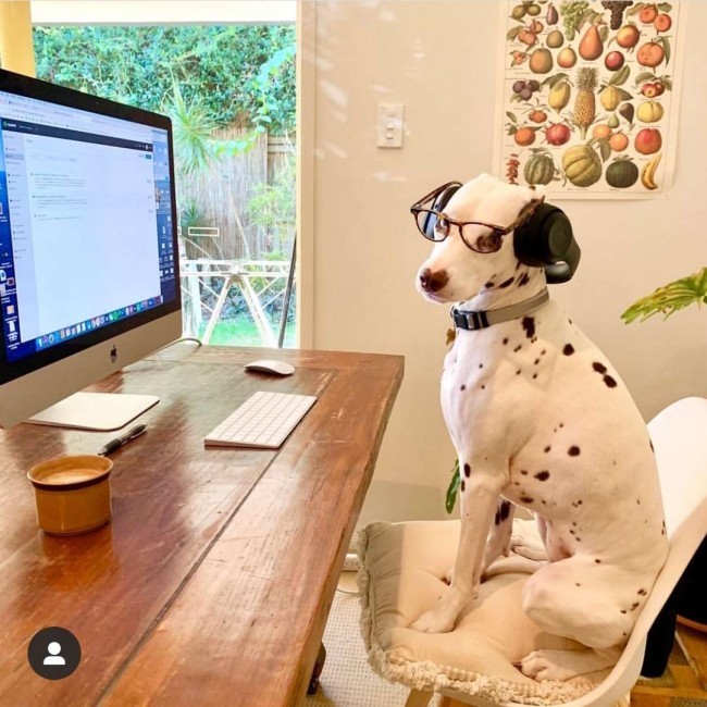DogsWorkingFromHome / Instagram