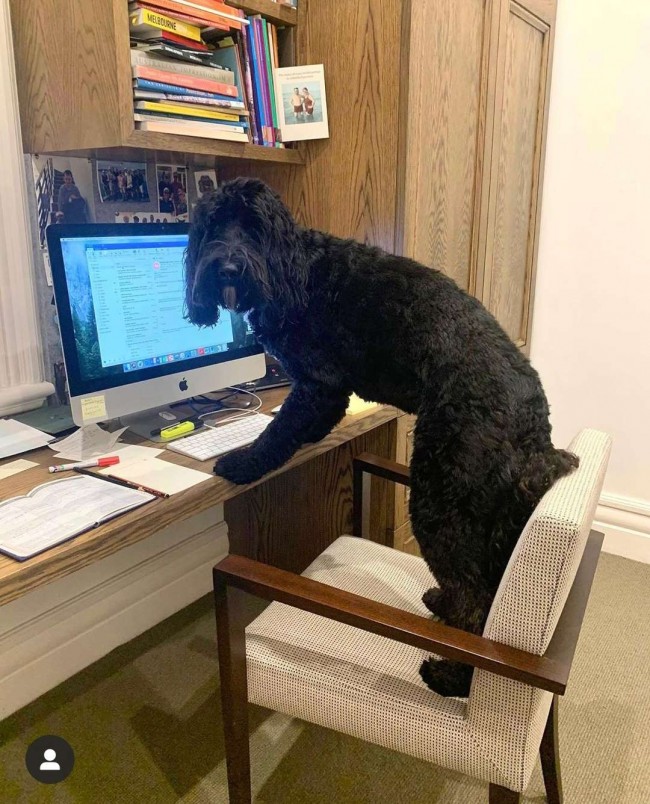 DogsWorkingFromHome / Instagram