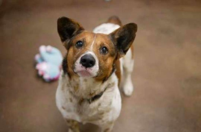 Foto: Florence-Lauderdale Animal Services