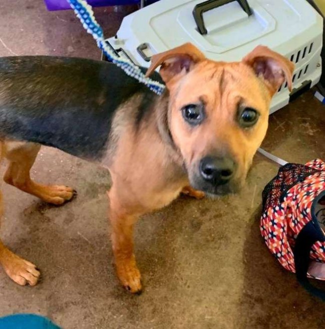 Foto: Florence-Lauderdale Animal Services